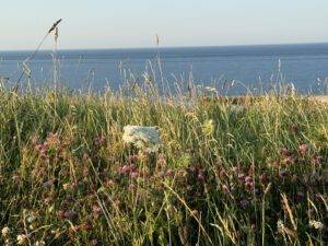 Wildblumen am Klippenrand