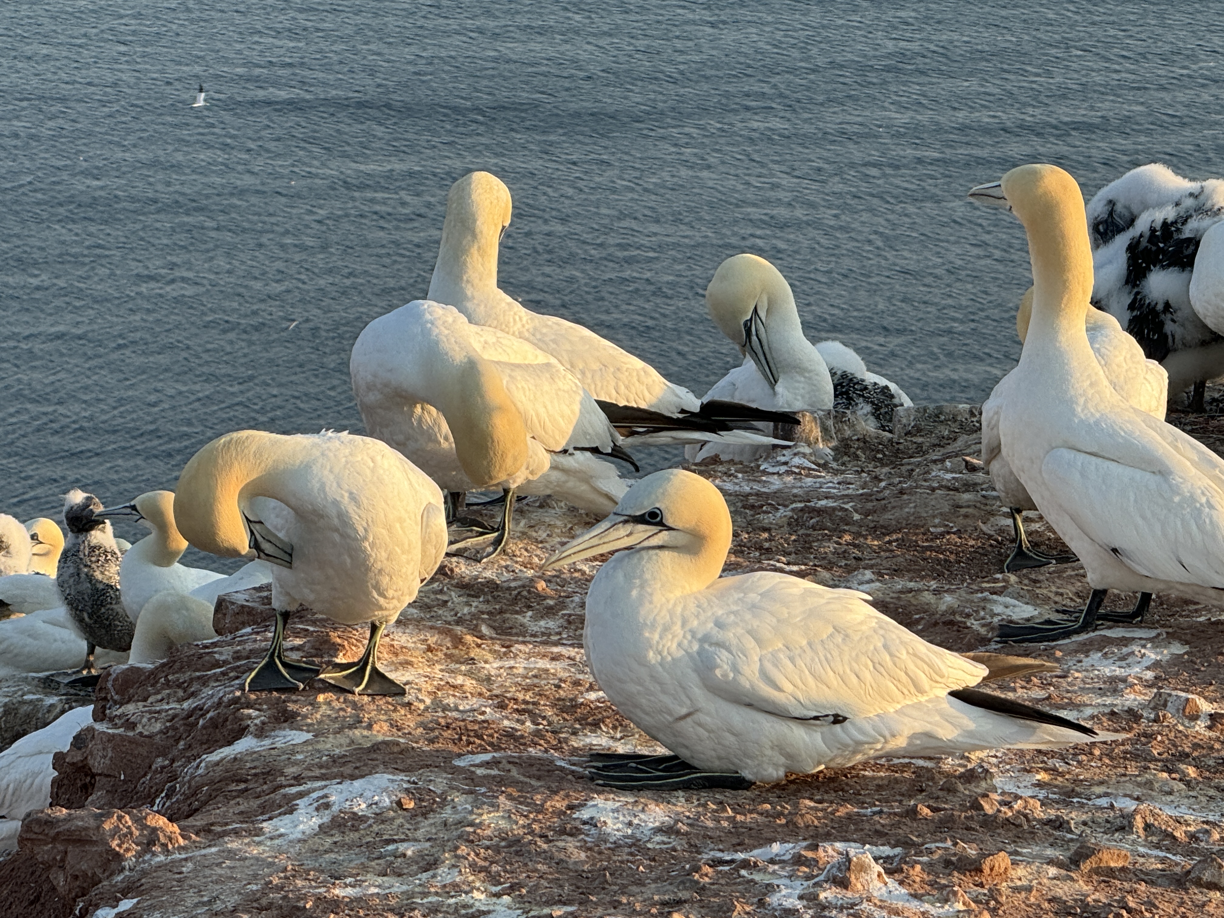 Hübsche Vögel