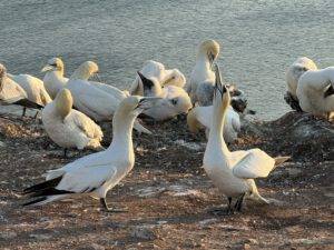 Zwiegespräch unter Tölpeln