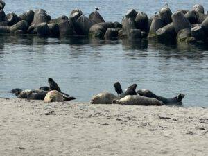 Kegelrobben und Seehunde beim Sonnenbad