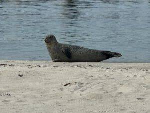 IMG_1390 Seehund