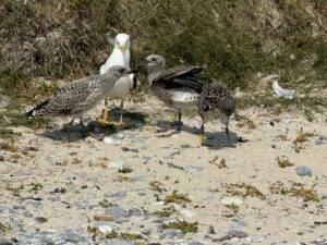 IMG_1395 Vogelnachwuchs