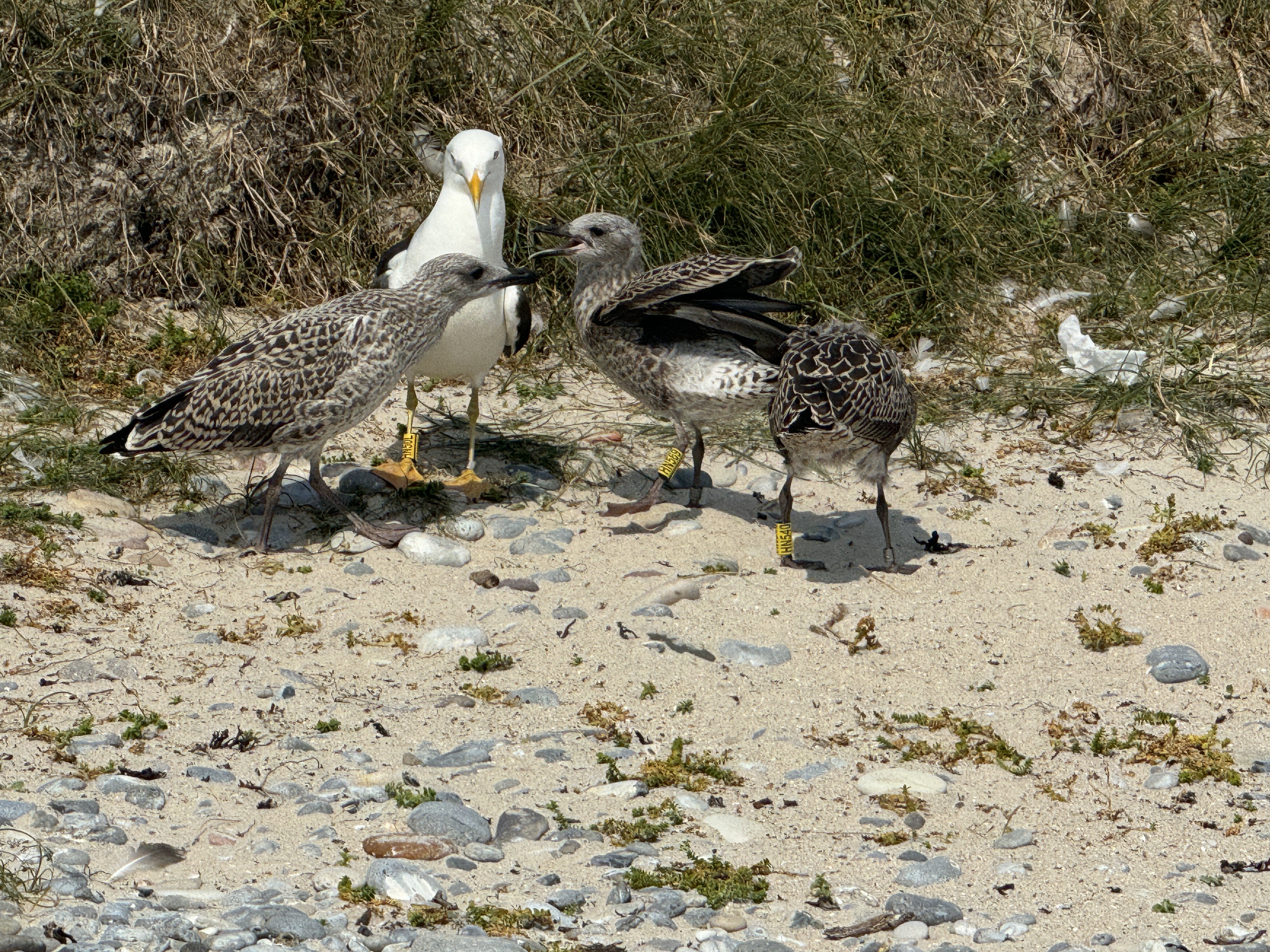 Vogelnachwuchs