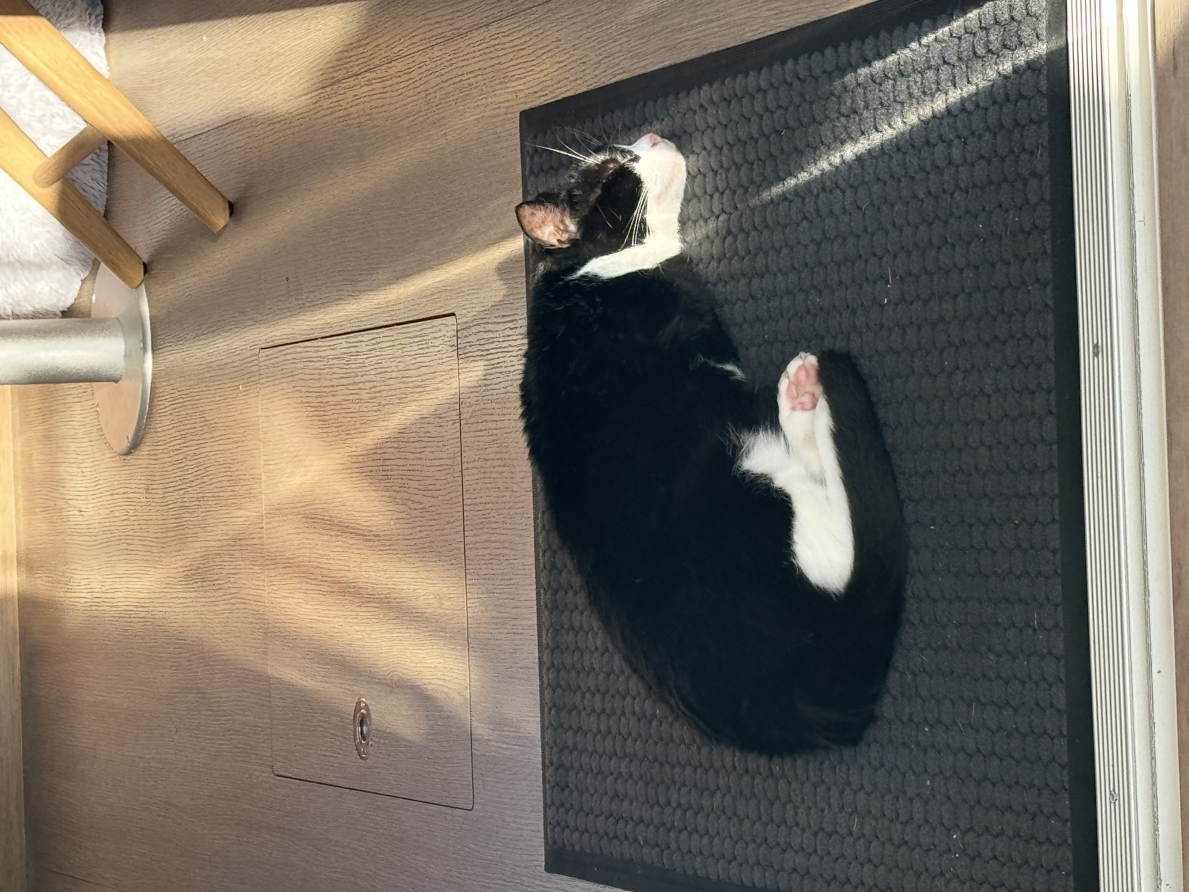 Das Leben als Bordkater ist anstrengend!