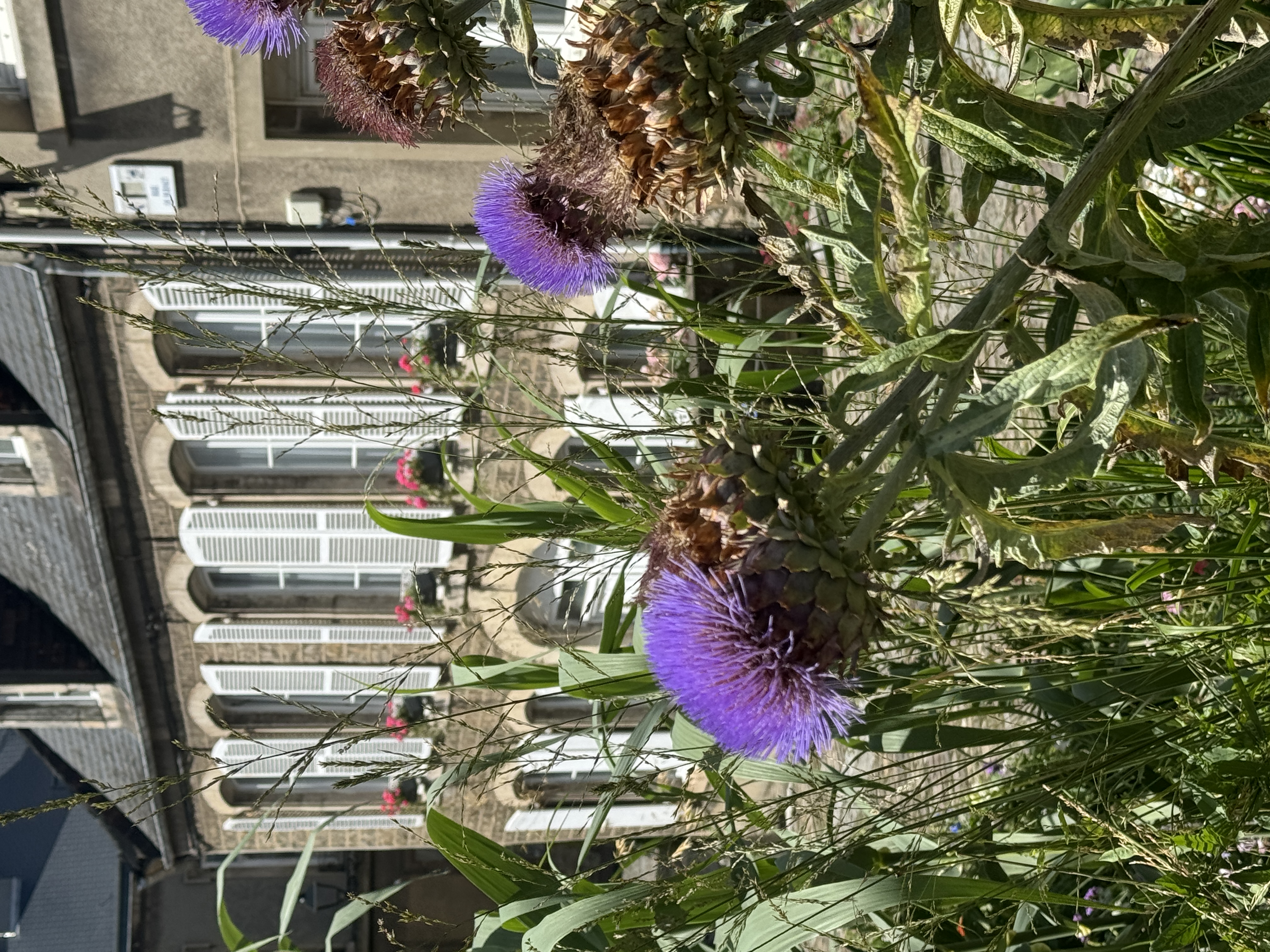 Artischocken mitten in der Stadt