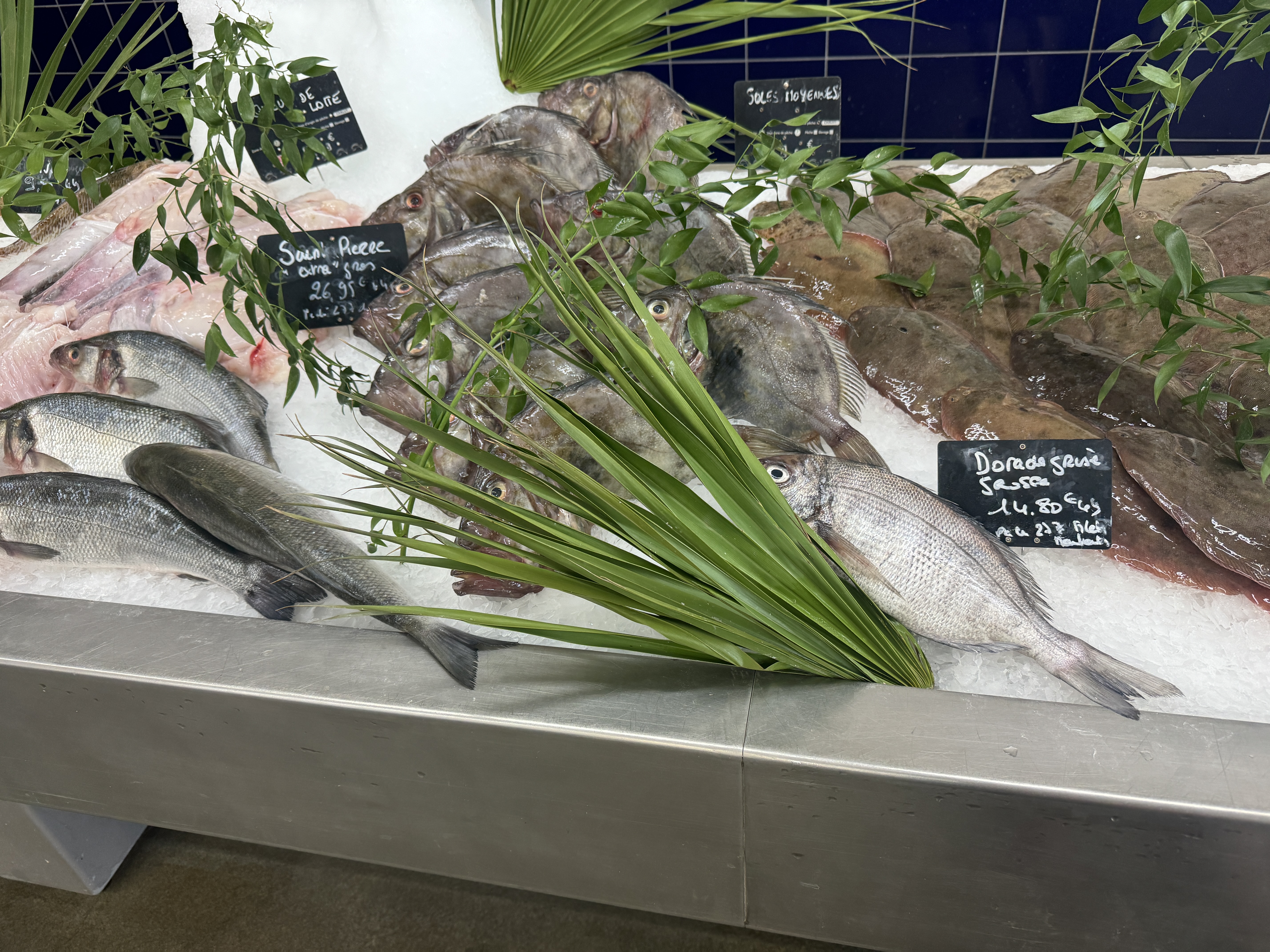 Frischer Fisch