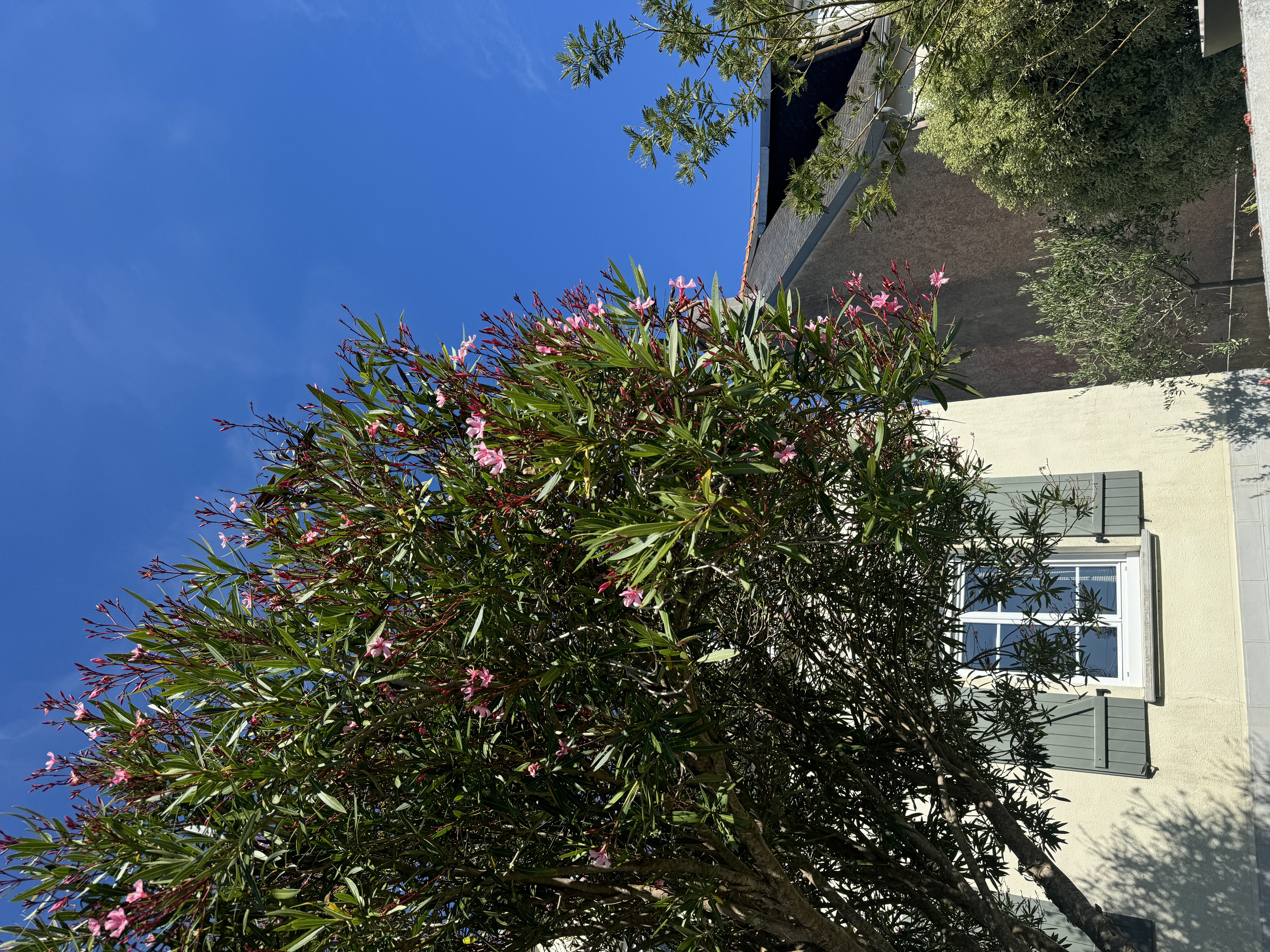 Oleanderbaum