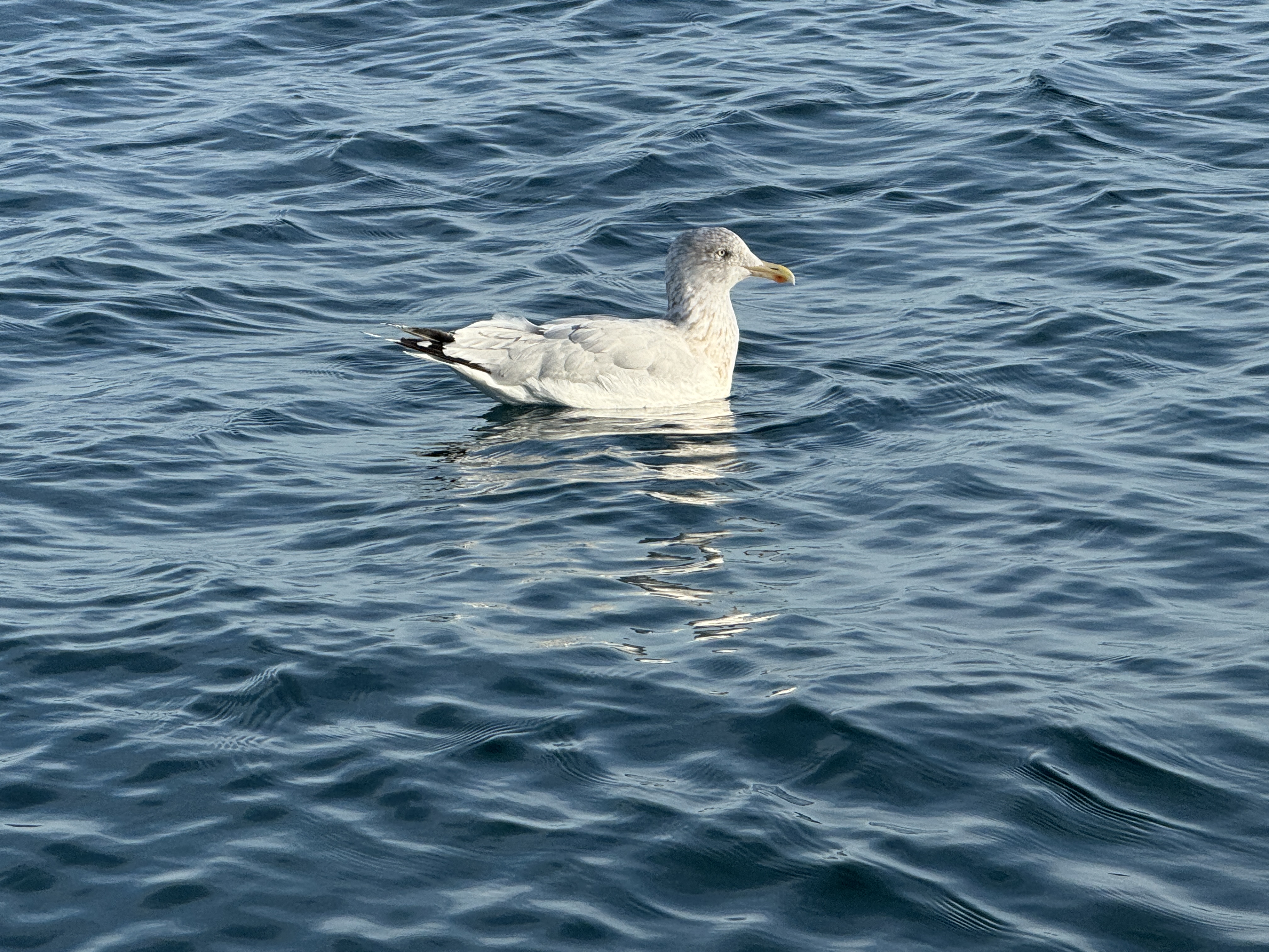Hungriger Besucher
