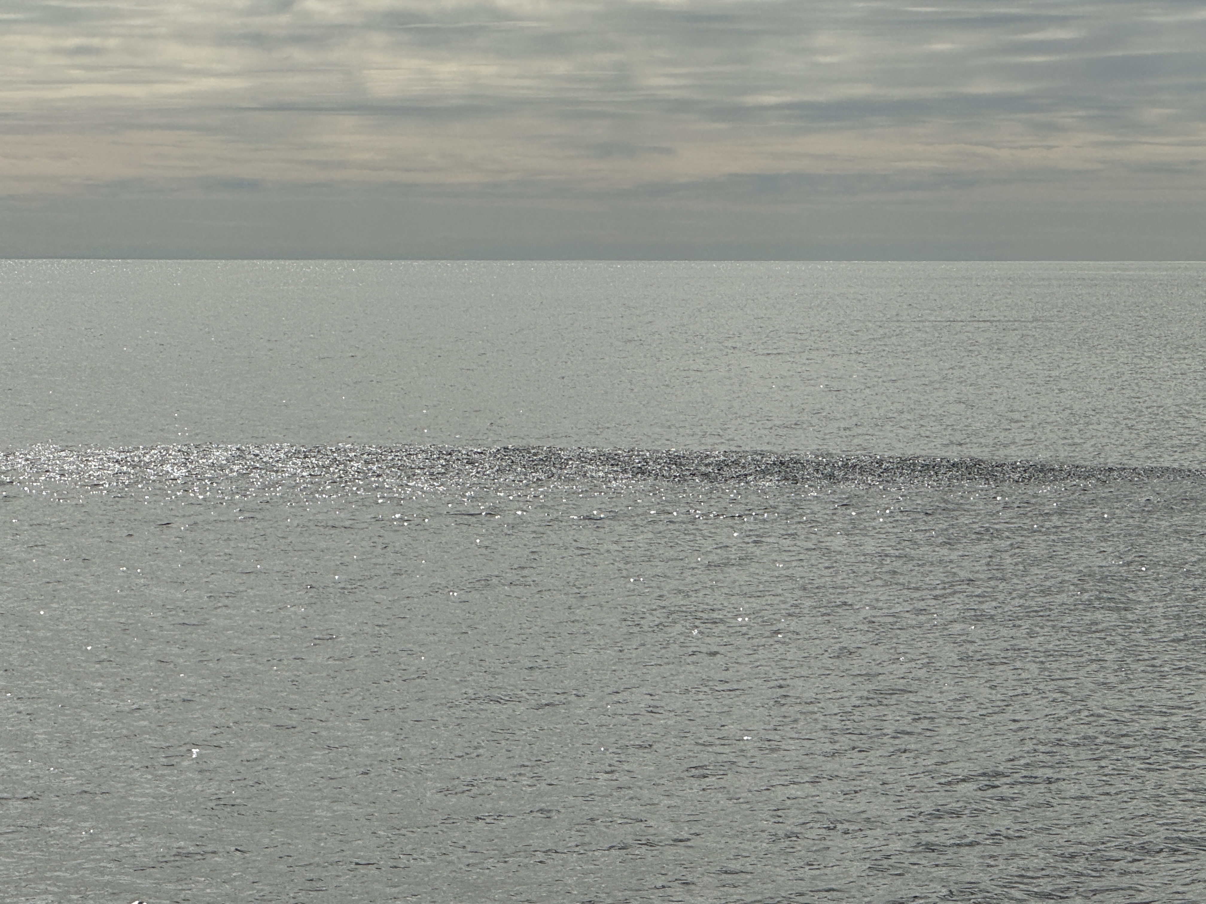 Fischschwarm