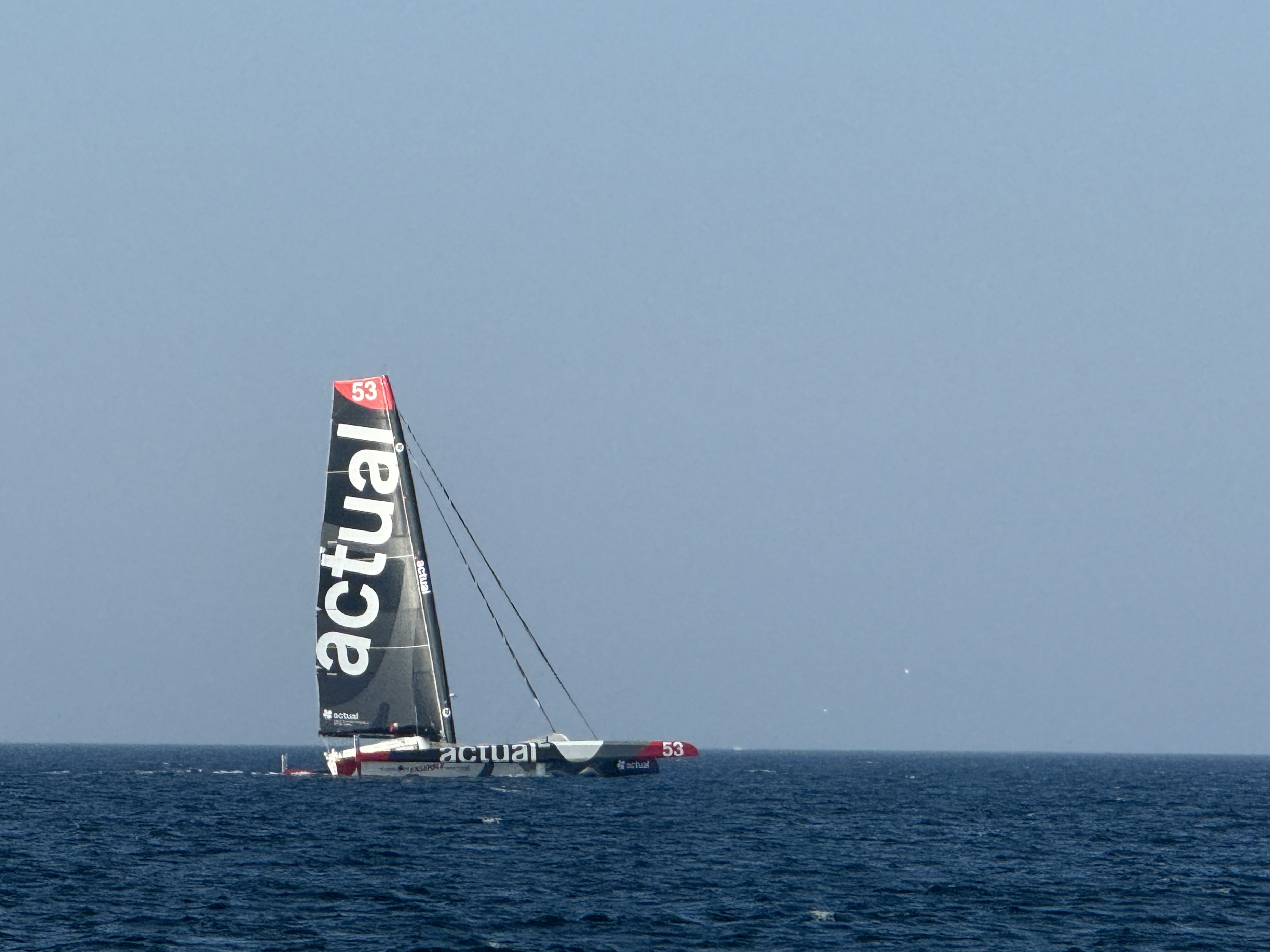 Regatta-Möhre