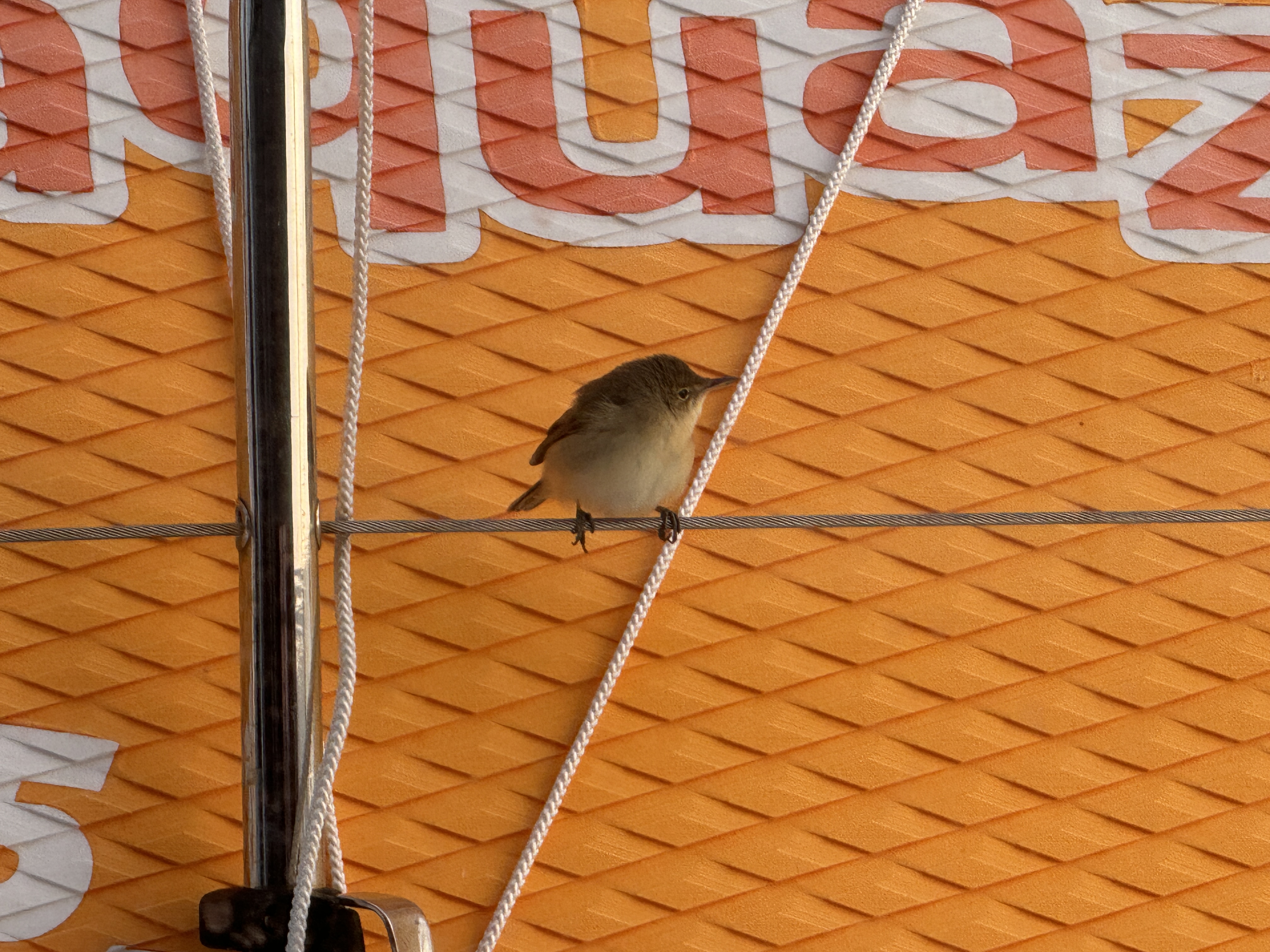 Gast an Bord
