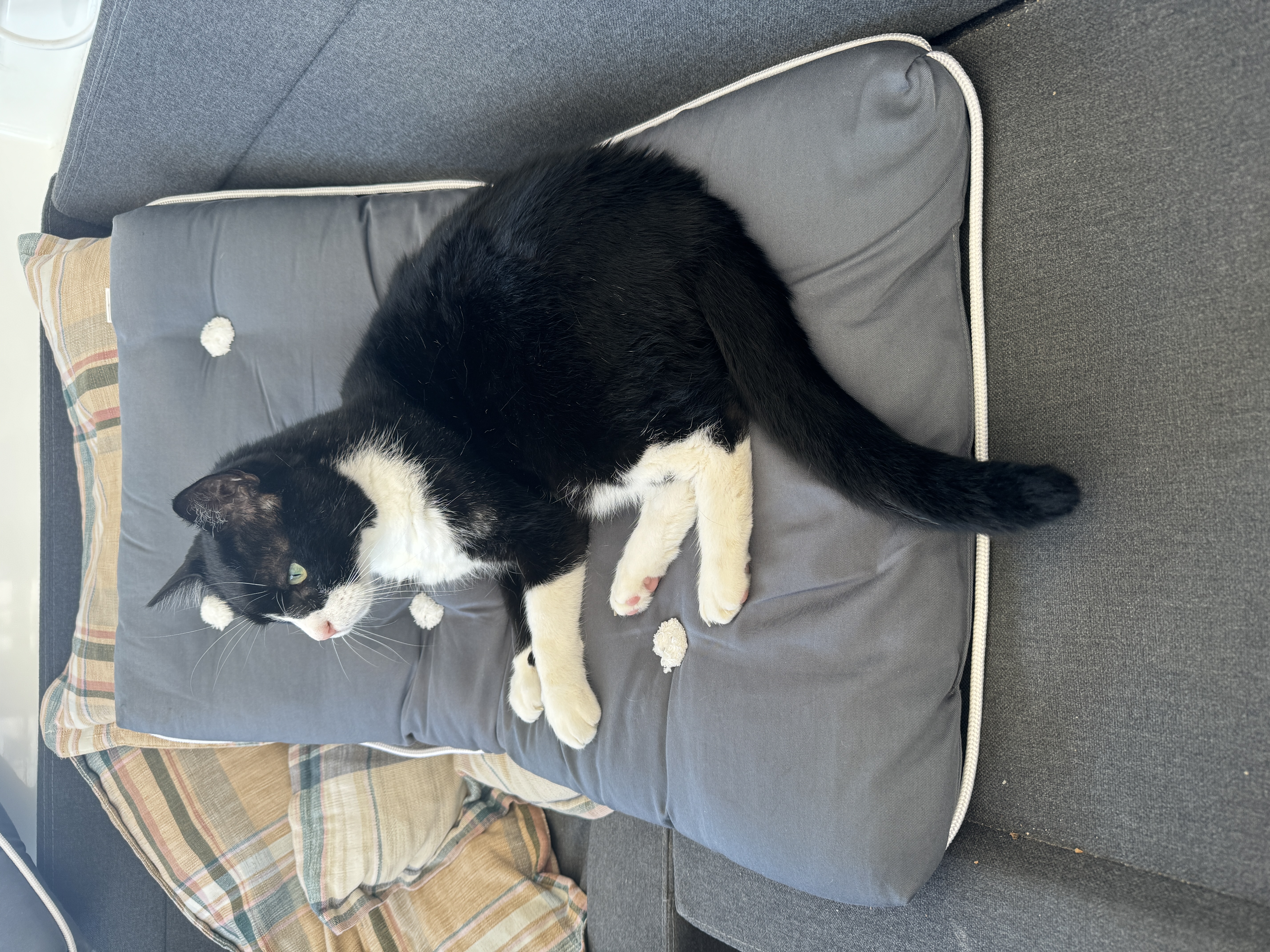 Da bleibt Lucky lieber liegen