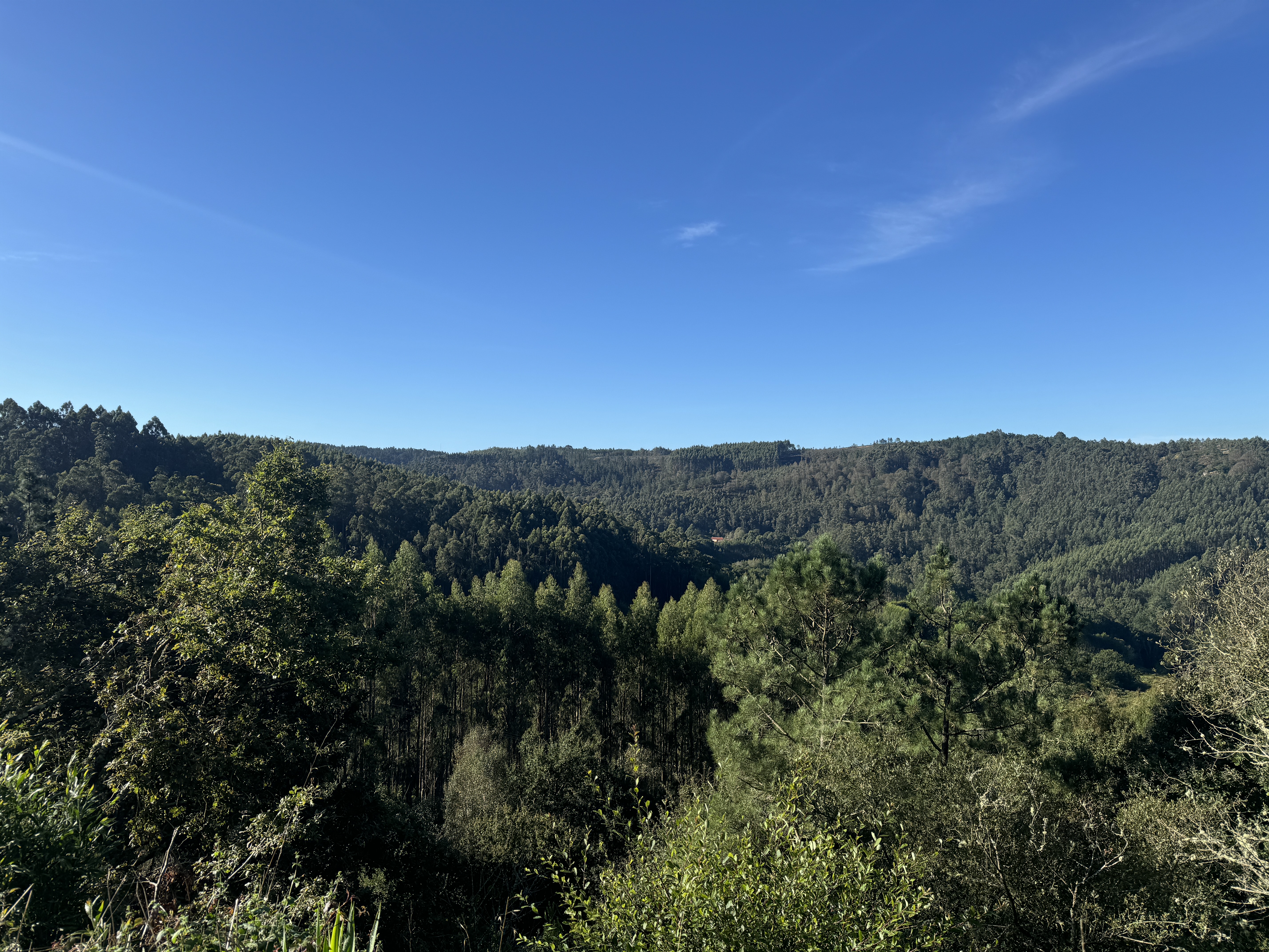 Bewaldete Täler auf dem Weg nach Lugo