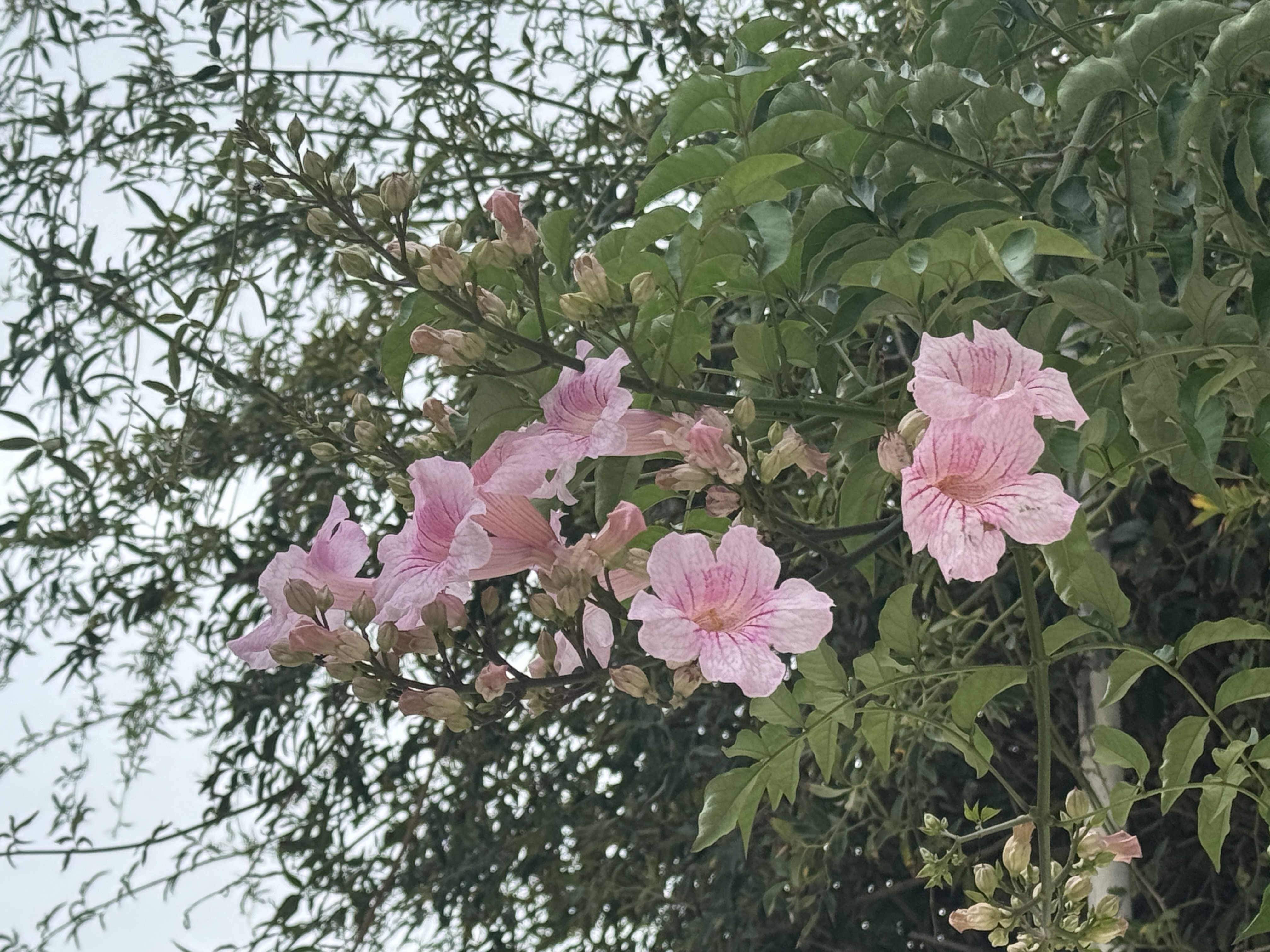 Hibiscus