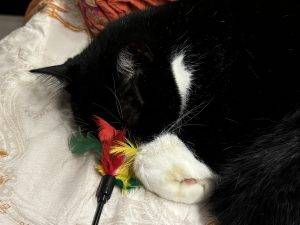 IMG_3200 Lieblingsspielzeug