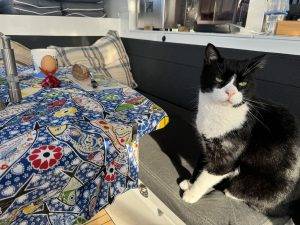 Kater-Frühstück