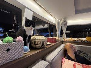 Lucky genießt die Aussicht im Salon