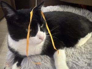 Tollstes Weihnachtsgeschenk für Lucky - ein Spielbändsel