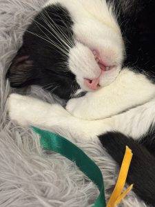 Entspannter Kater Lucky