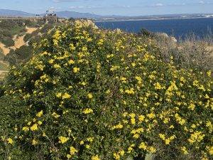 Überall blüht es, man könnte meinen es ist scbon Frühling