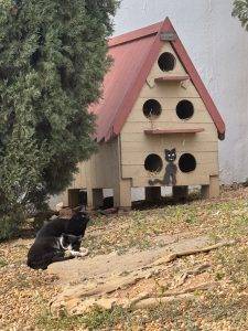 IMG_3506 Und Katzenhotels