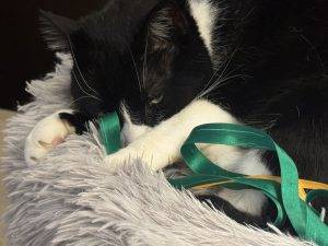 Me, my Bändsel and I