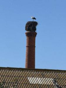 Storchennest