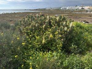 Kaktus im Überschwemmungsgebiet