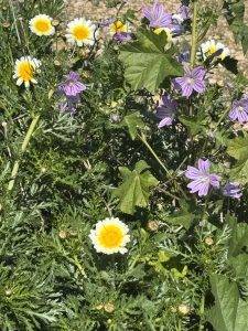 Noch mehr Blumen