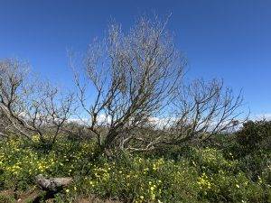 Die Bäume brauchen noch ein wenig Zeit