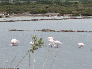 Tatsächlich Flamingos