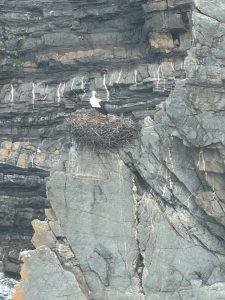 Tatsächlich - ein Storch!