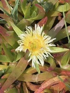 Am Wegesrand - überall Blumen
