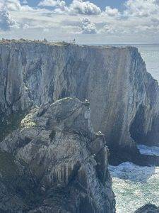 Mittendrin - die Störche