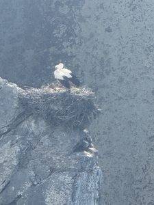 Geturtel wird schon mal