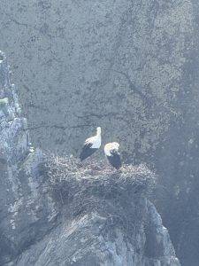 Wird bald gebrütet?