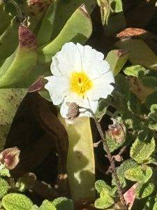 Frühlingshaft bis sommerlich