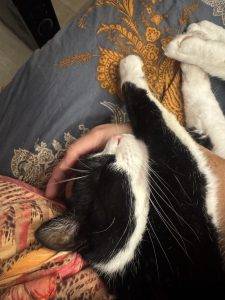 Da bleibt Lucky lieber liegen und lässt sich kraulen