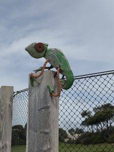Hier gibt es Chamäleone