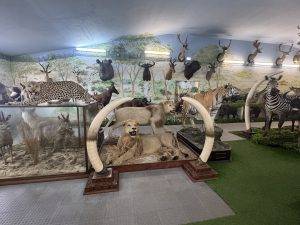 Skurile Ausstellung im Cafe