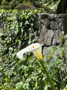 Calla im Pool
