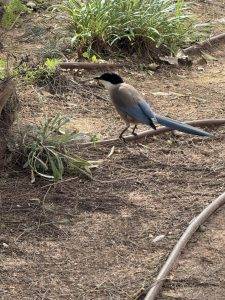 IMG_4270 Blauelster