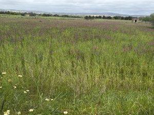Schöne Blumenwiese an der Fahrradstrecke