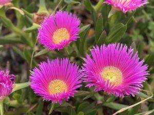 IMG_4276 Mittagsblumen