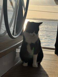 Lucky genießt die Abendsonne