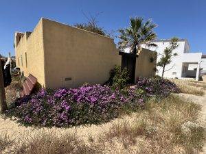 Erstaunliche Blütenpracht