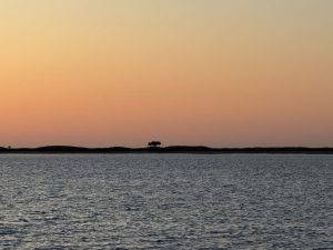 Ein einzelner Baum auf Culatra