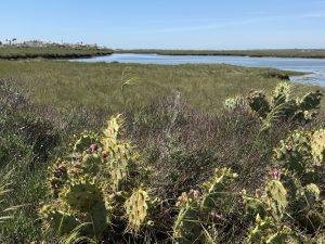 Quer durchs Marschland