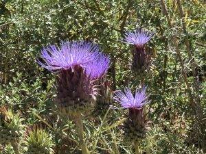Wilde Artischocken am Wegesrand