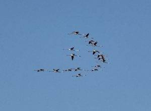 IMG_4504 Flamingos
